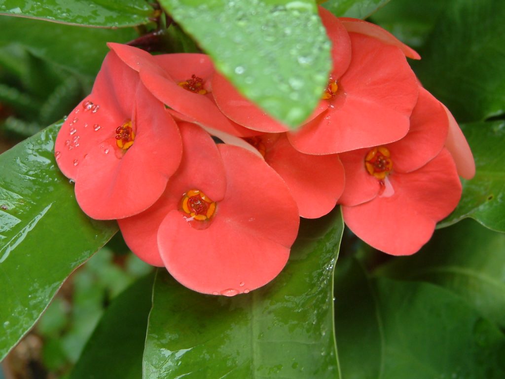 Fotografia domácej starostlivosti o kilometer Euphorbia