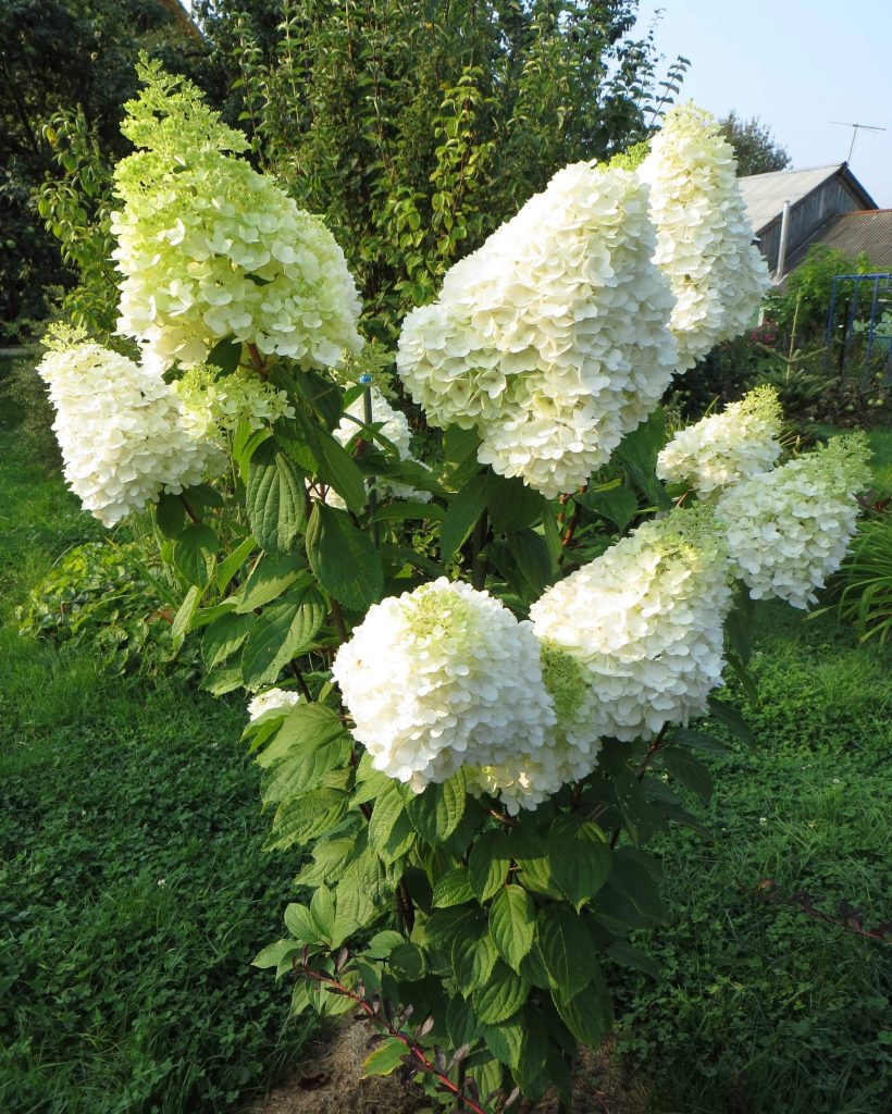 Hydrangea paniculata magický popis mesačného svetla
