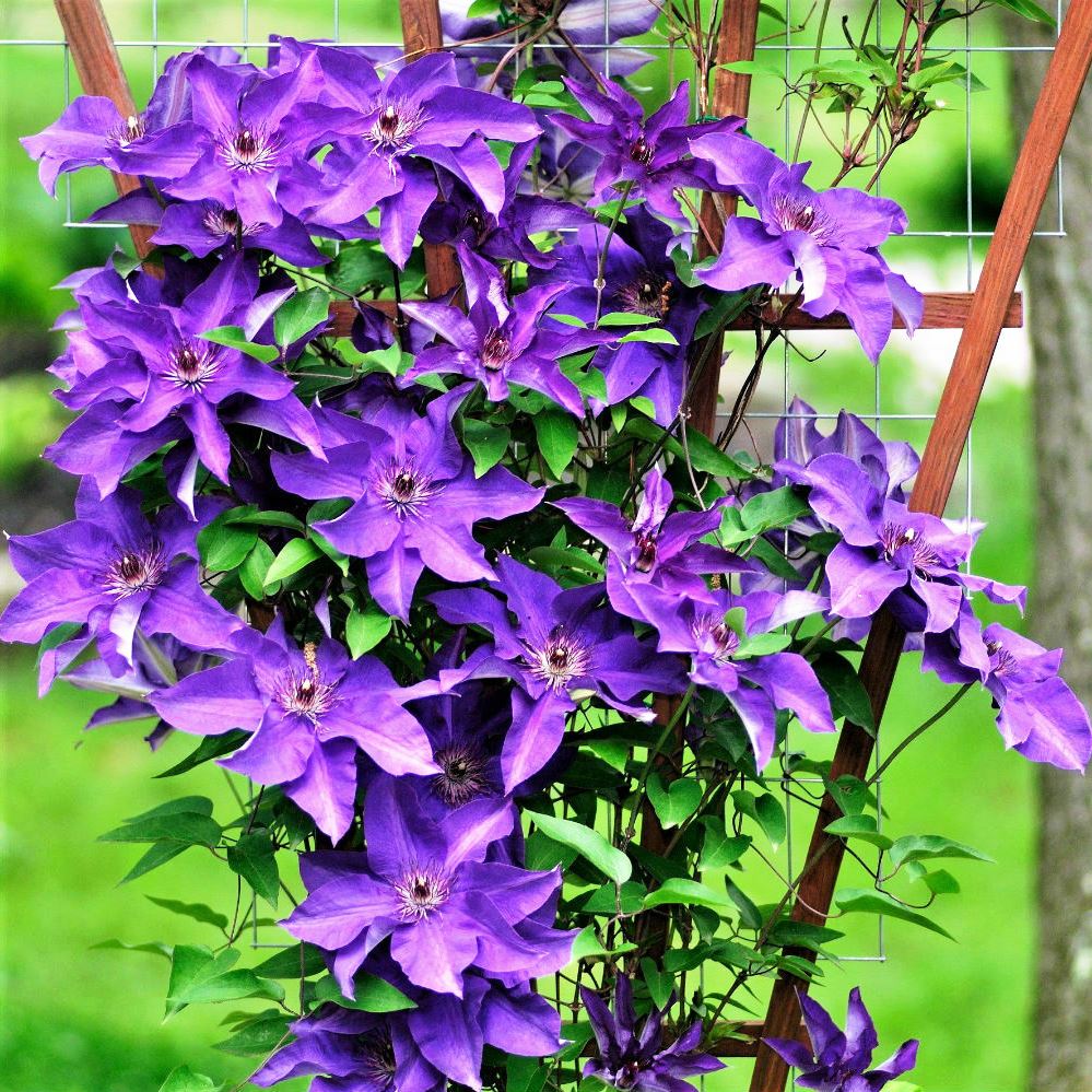 Fotografia a opis odrody prezidenta Clematis