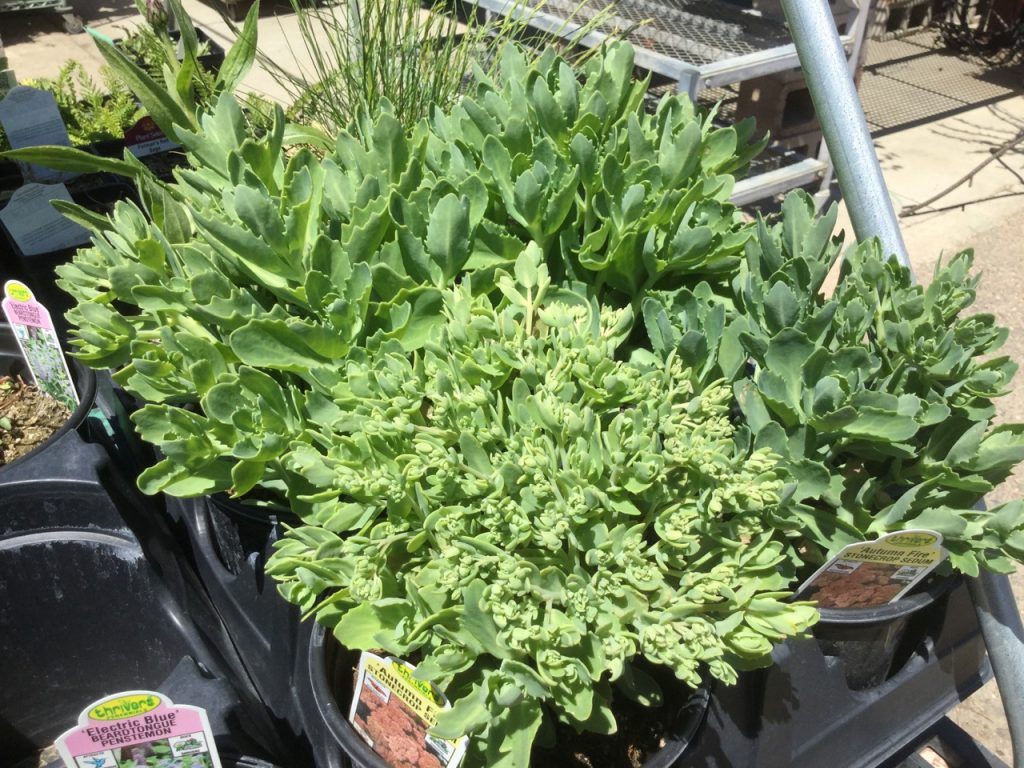 Kamčatský karamel Sedum rastúci zo semien Kamčatský karamel Sedum rastúci zo semien