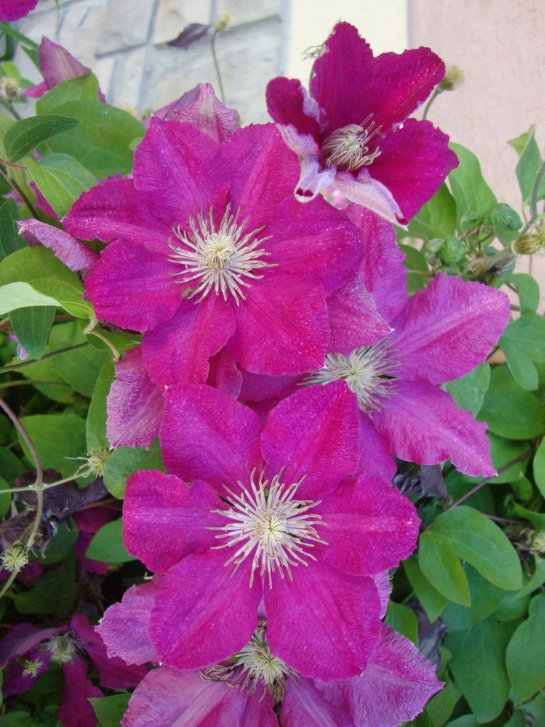 Ernest markham clematis Ernest markham clematis