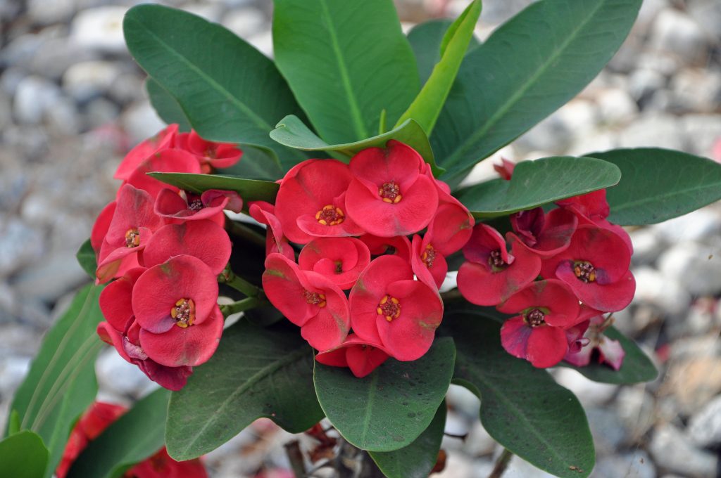 Spurge geniálny