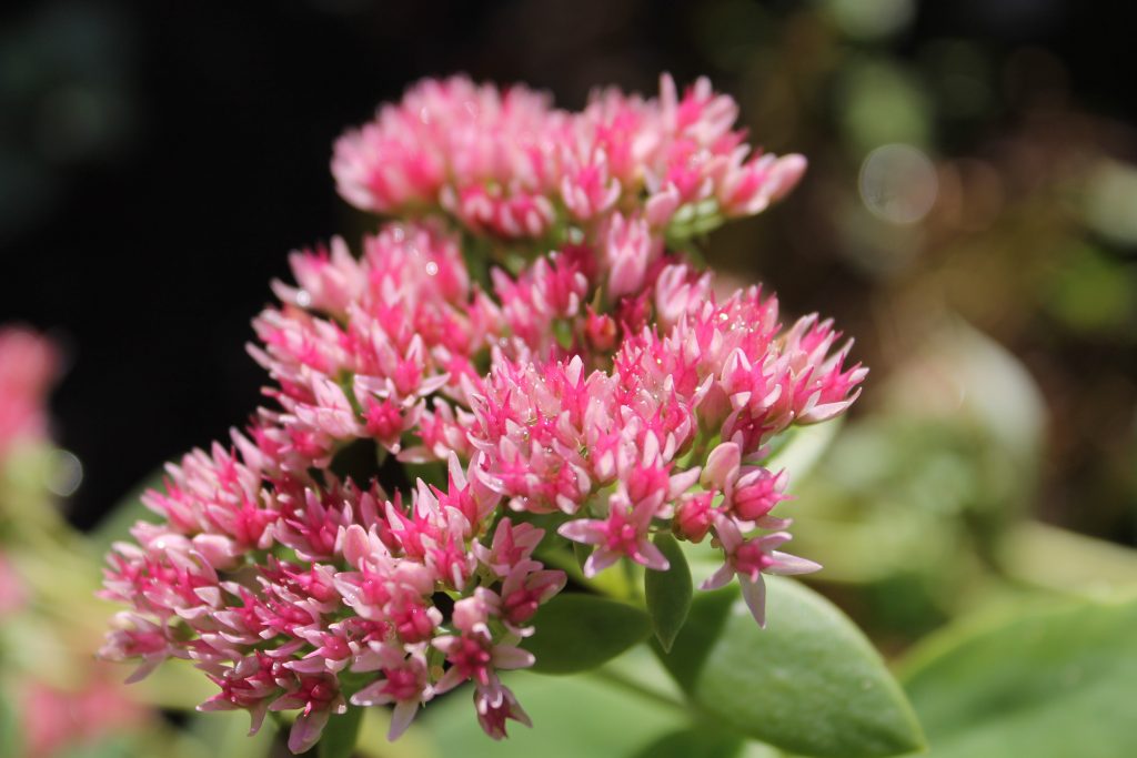 Sedum rubrotinctum Sedum rubrotinctum