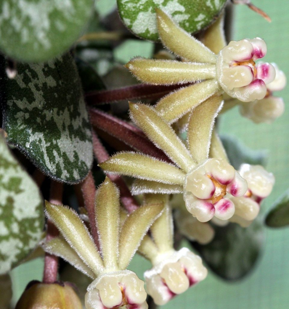 Hoya curtisii Hoya curtisii