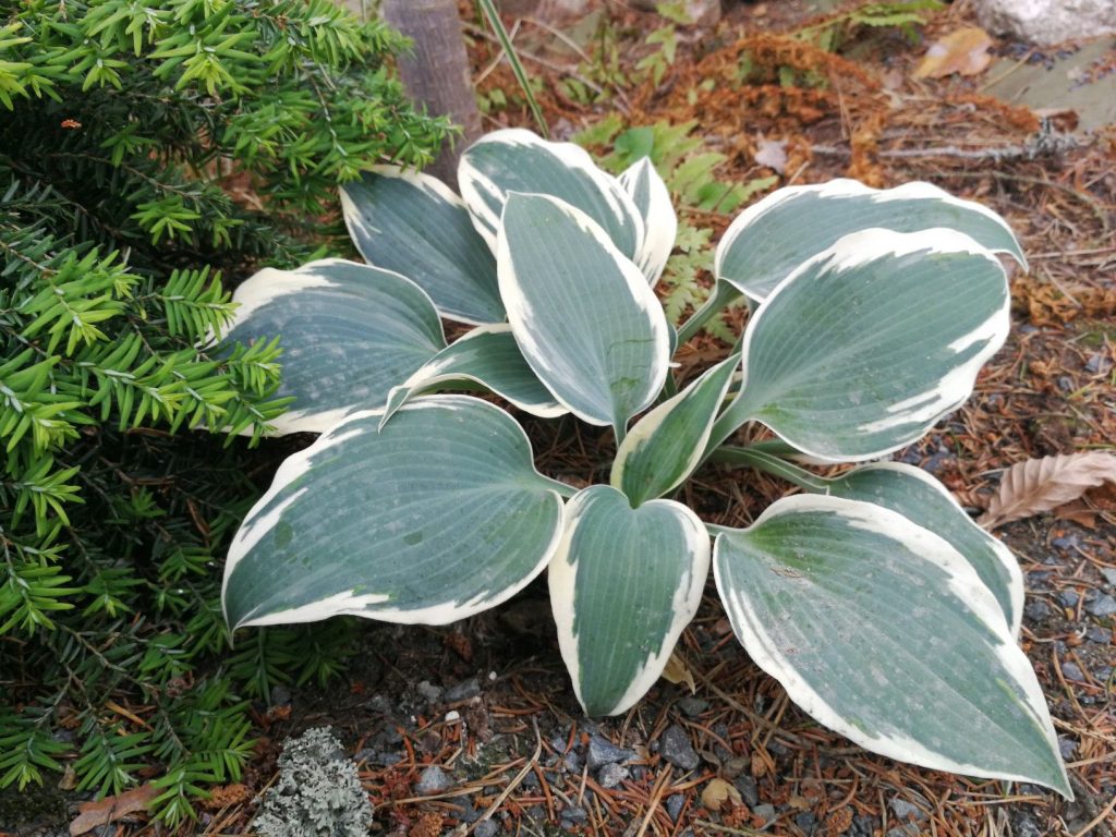 Fotografie hosta modrej slonoviny