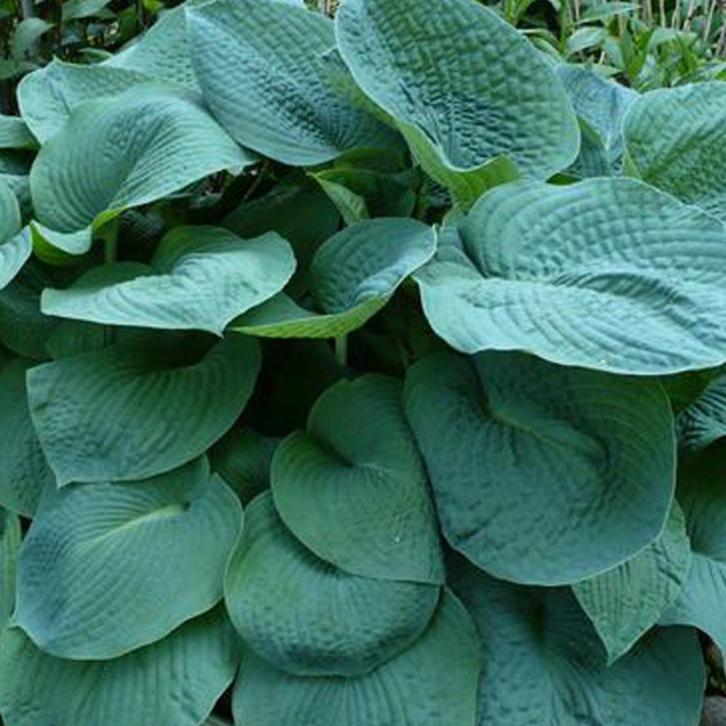 Hosta veľký otec