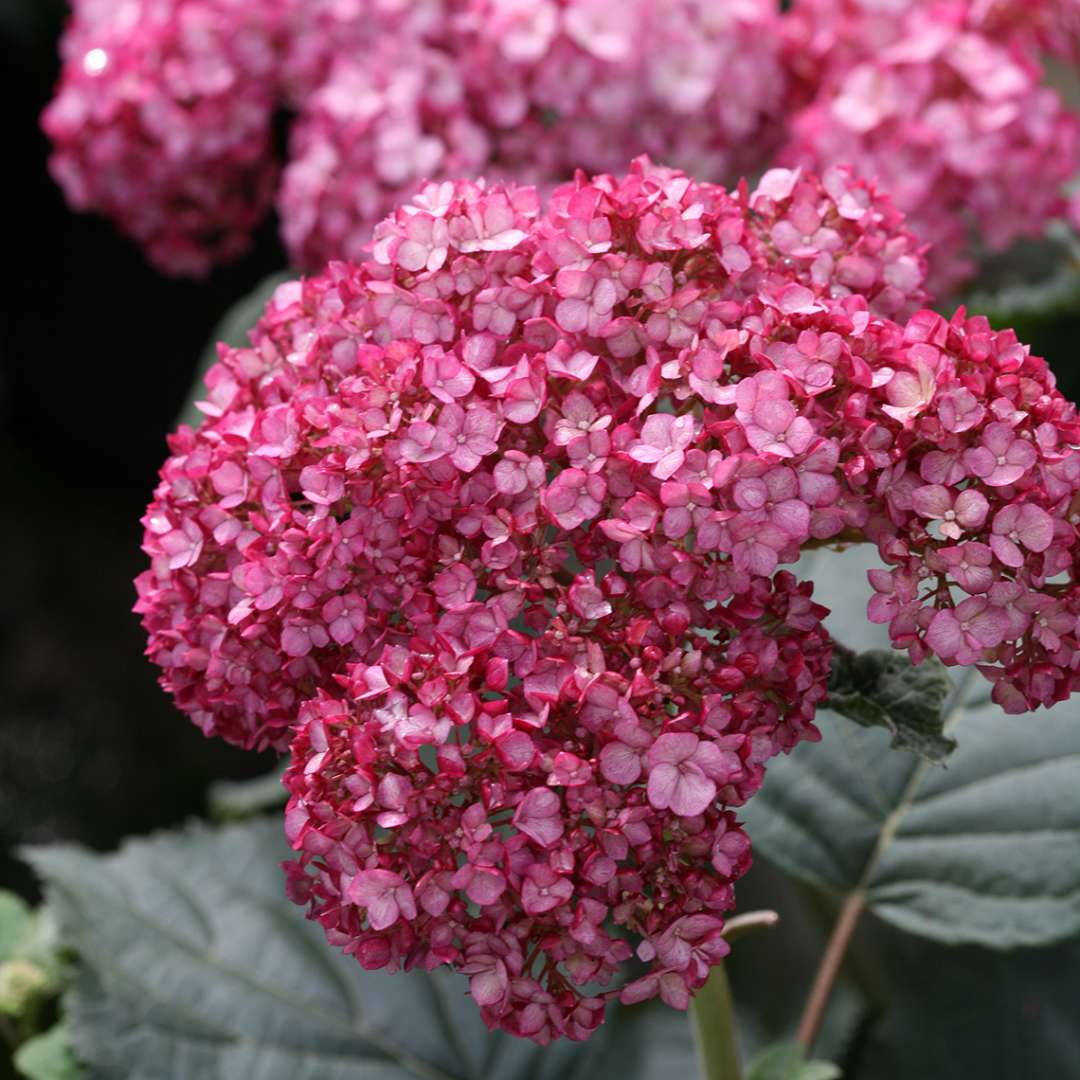Hydrangea anabel ružová Hydrangea anabel ružová