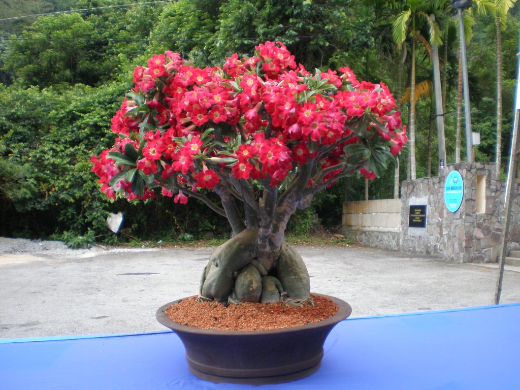 Fotografia domácej starostlivosti Adenium Fotografia domácej starostlivosti Adenium