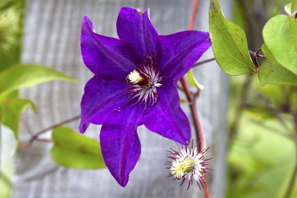 Popis Clematis Gypsy Queen