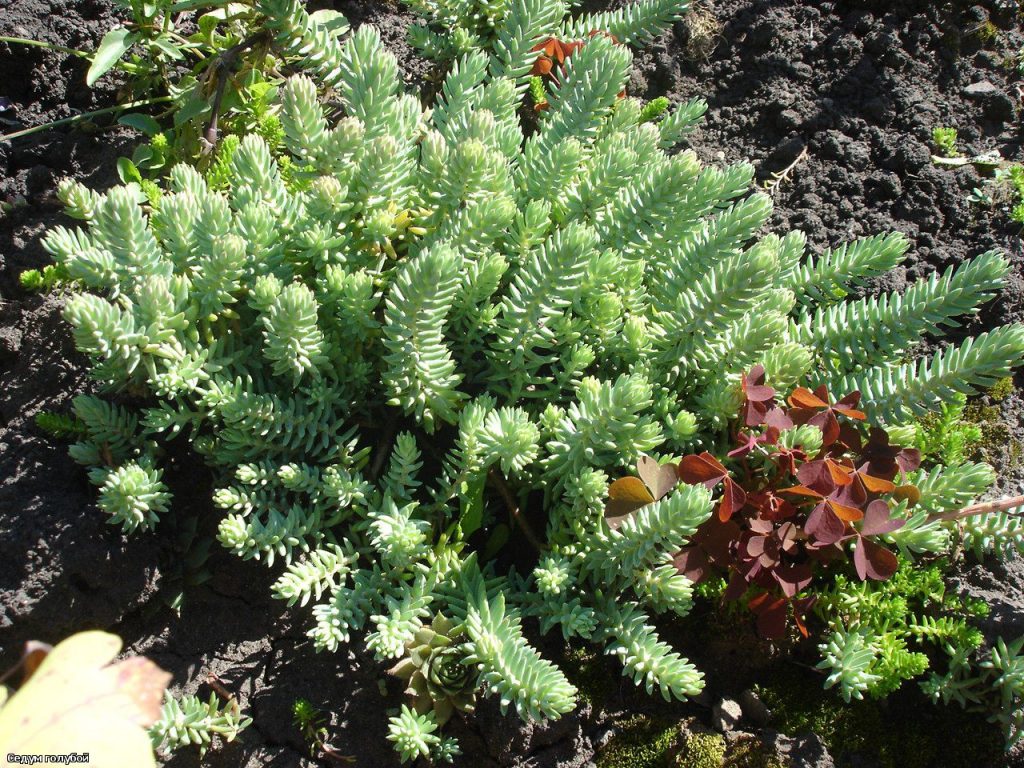 Sedum reflexum cristatum Sedum reflexum cristatum