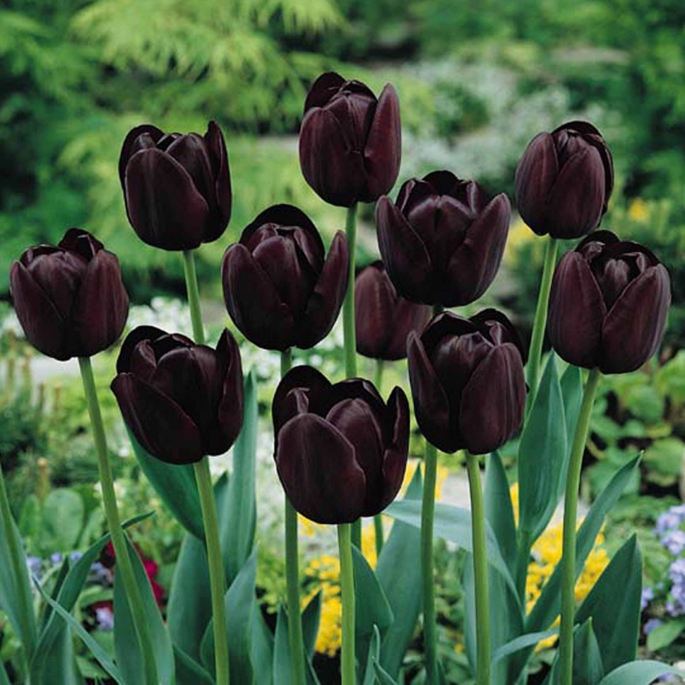 Rok čierneho tulipánu je