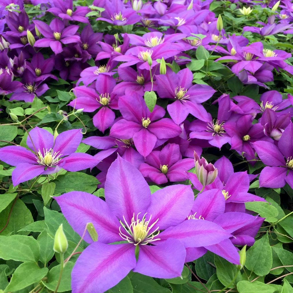 Clematis Manchu výsadba a starostlivosť Clematis Manchu výsadba a starostlivosť