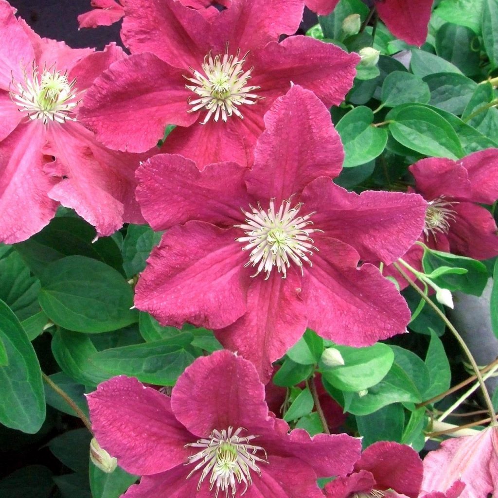 Clematis Ernest Markham fotografia a popis Clematis Ernest Markham fotografia a popis