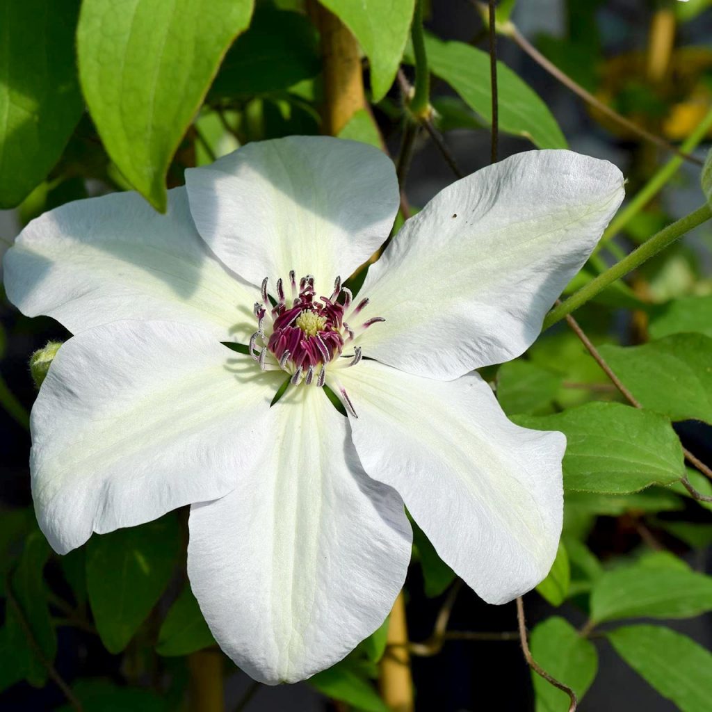 Clematis miss bateman foto a popis