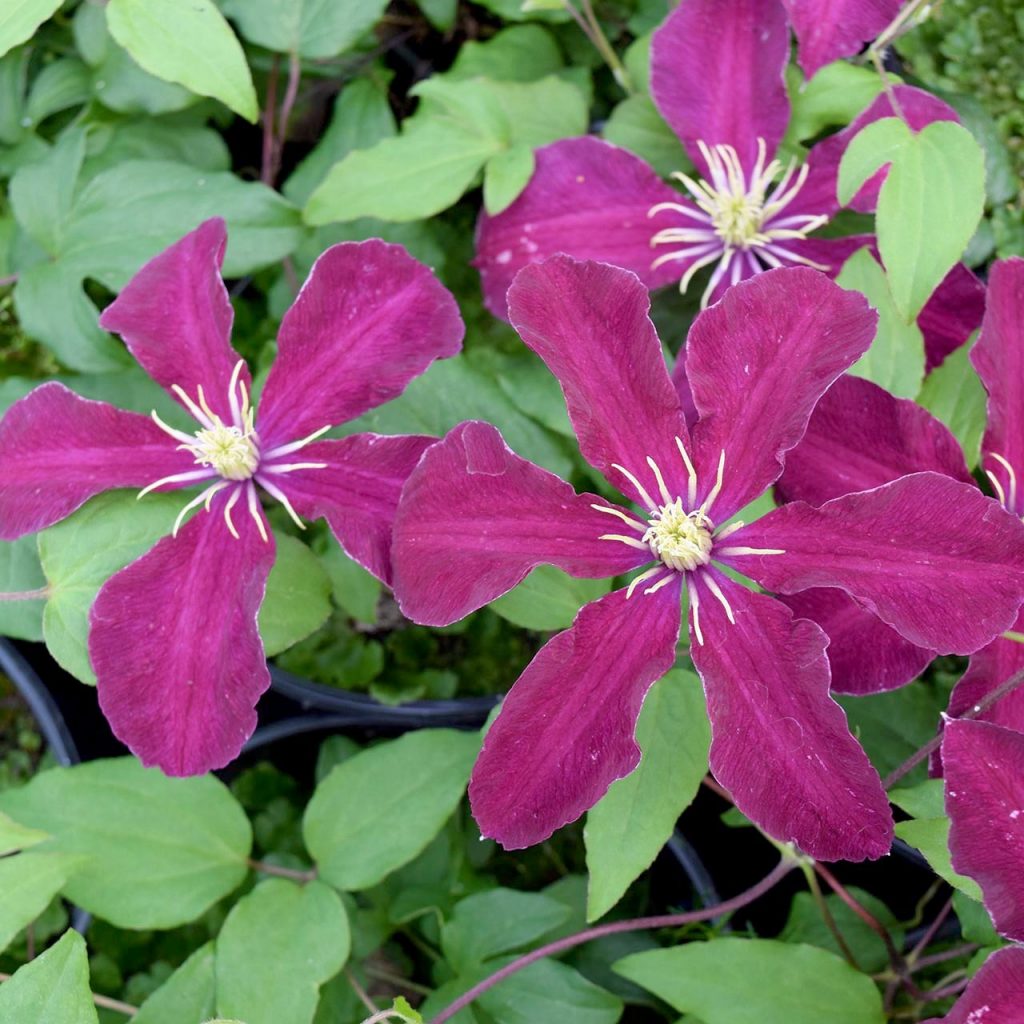 Opis odrody Clematis niobe