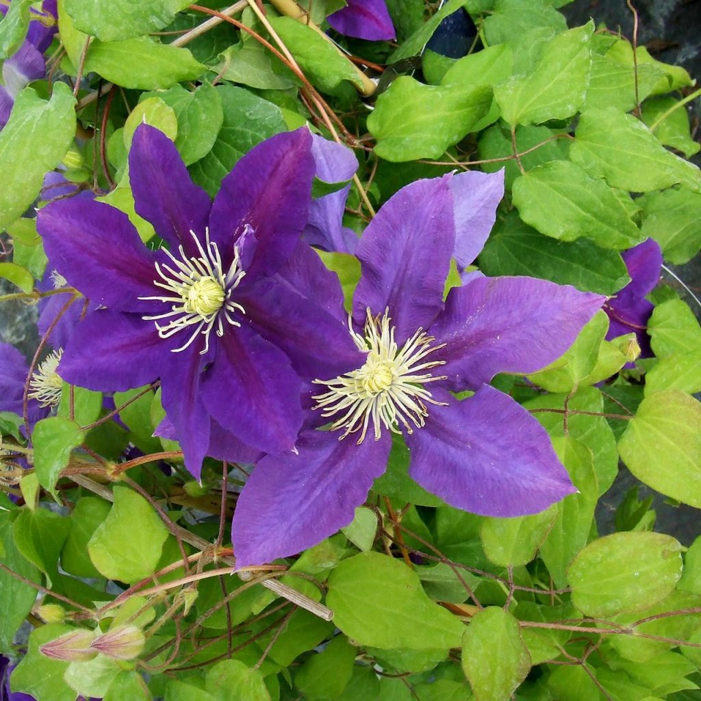 Fotografia Clematis Manchu Fotografia Clematis Manchu