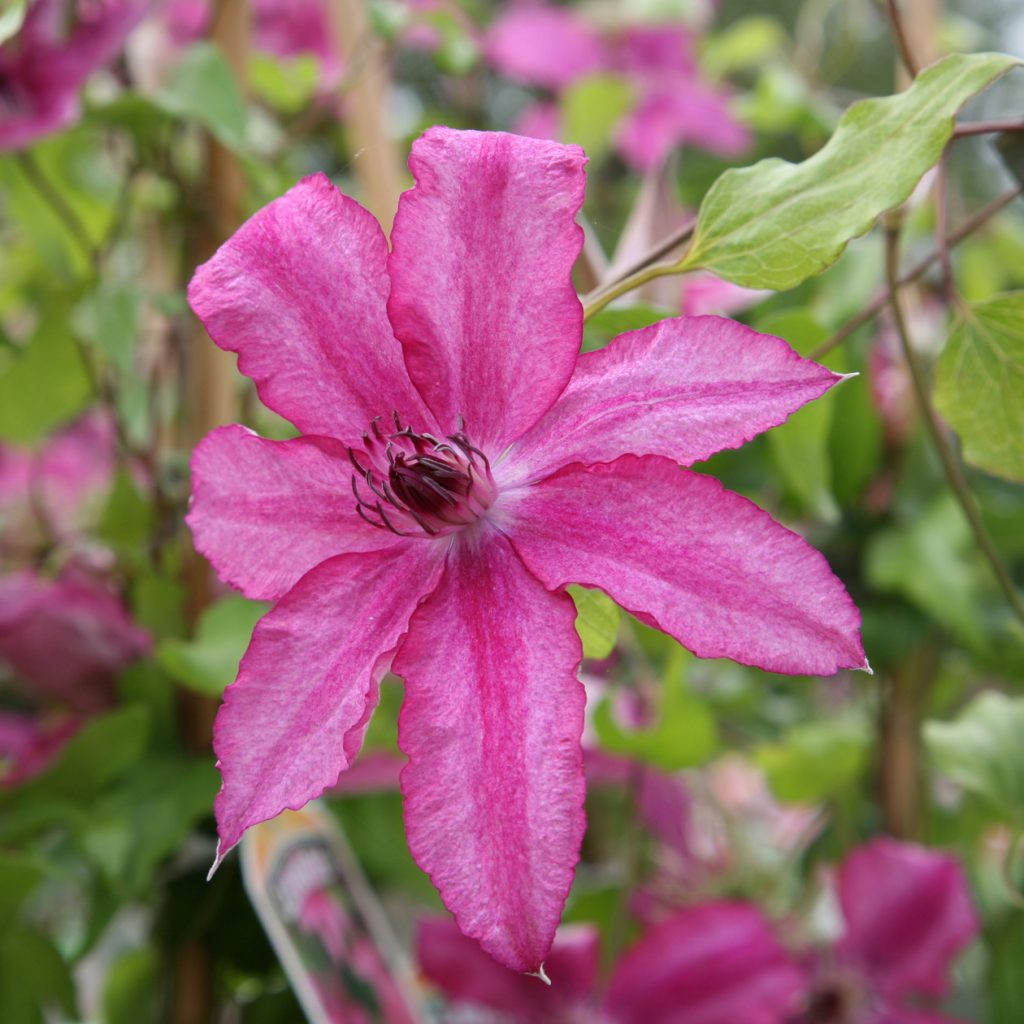Clematis barbara jackman Clematis barbara jackman