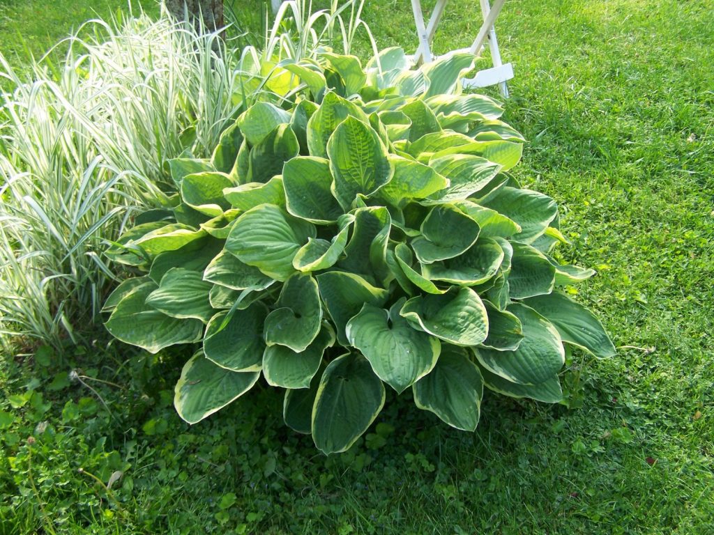 Hosta vianočný stromček Hosta vianočný stromček