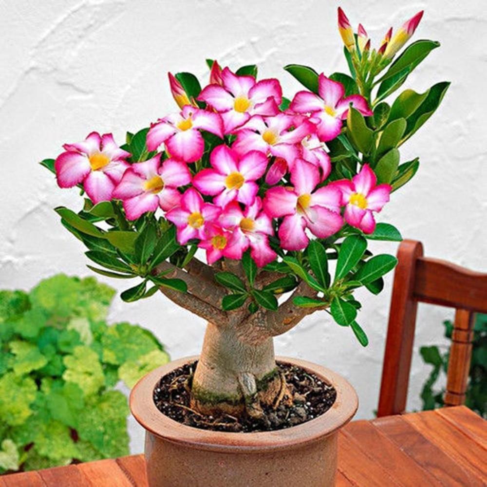 Domáca starostlivosť Adenium Domáca starostlivosť Adenium
