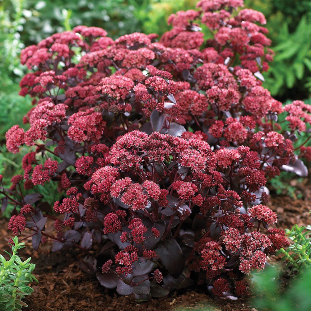 Sedum purpureum Sedum purpureum