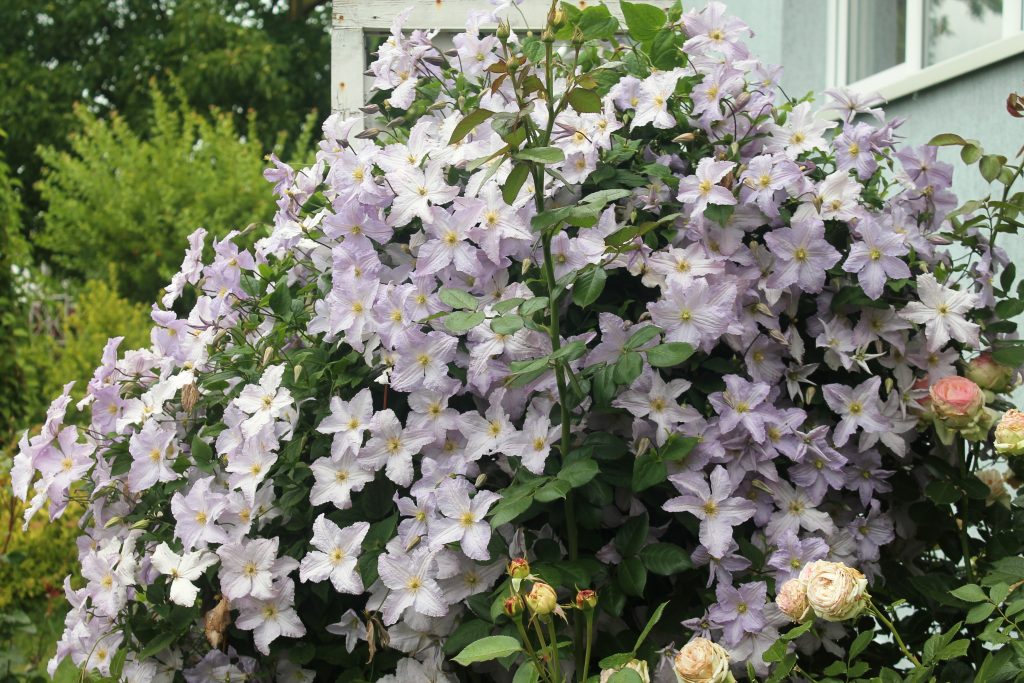 Clematis modrý anjel Clematis modrý anjel