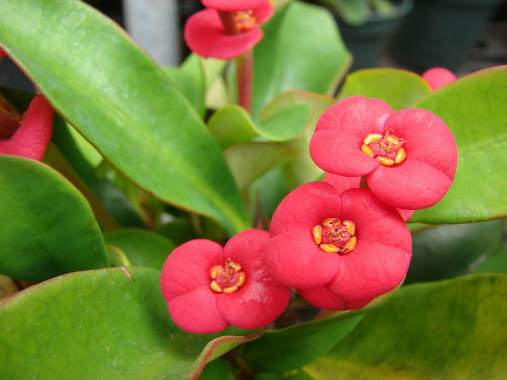 Reprodukcia míľ Euphorbia