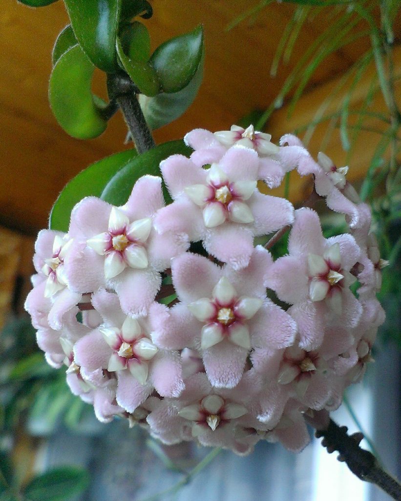 Kompaktný popis Hoya Kompaktný popis Hoya