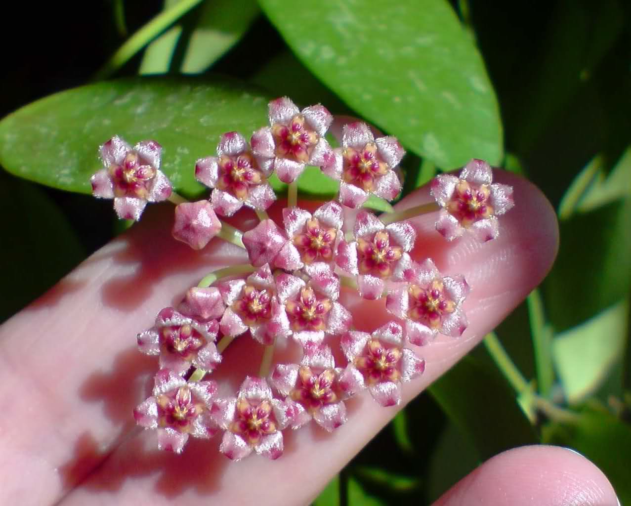 Hoya gracilis Hoya gracilis