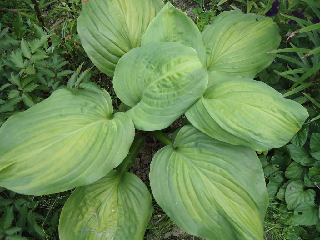 Fotka avokáda Hosta