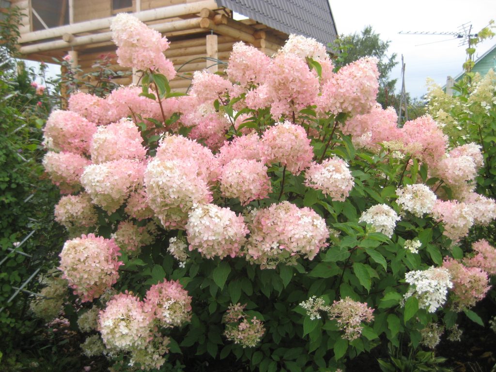 Hydrangea paniculata phantom