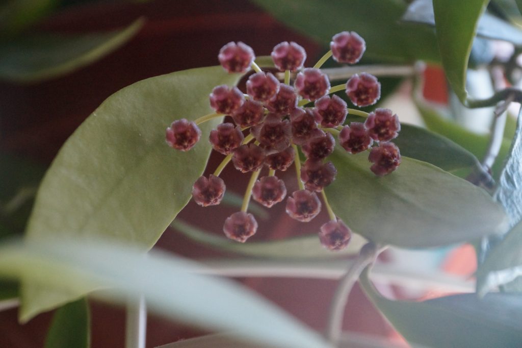Aróma Hoya gracilis Aróma Hoya gracilis
