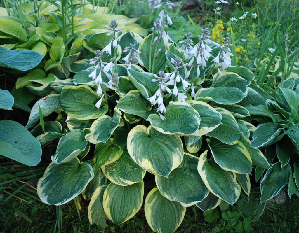 Hosta vianočné tri fotografie Hosta vianočné tri fotografie