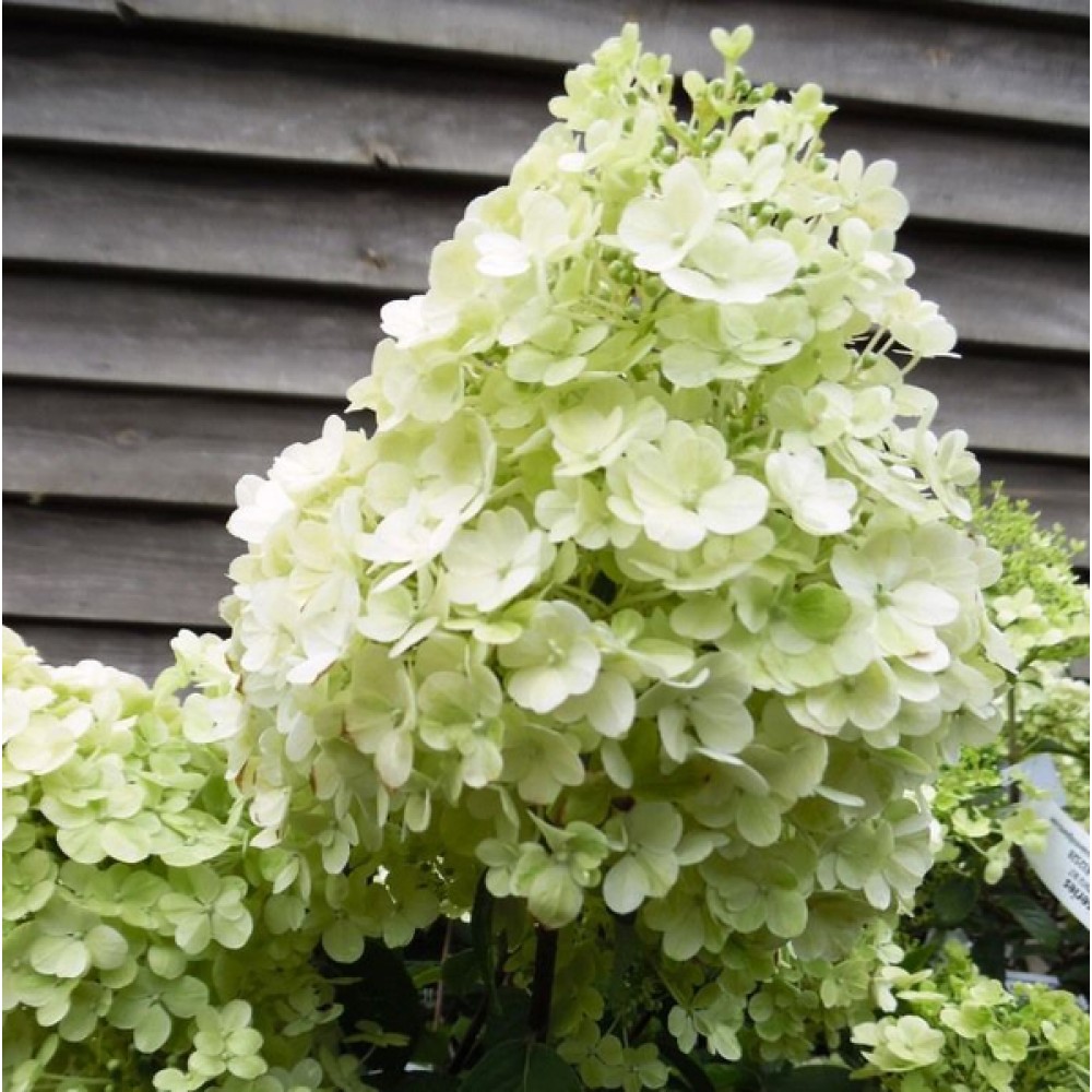 Hydrangea paniculata bobo popis