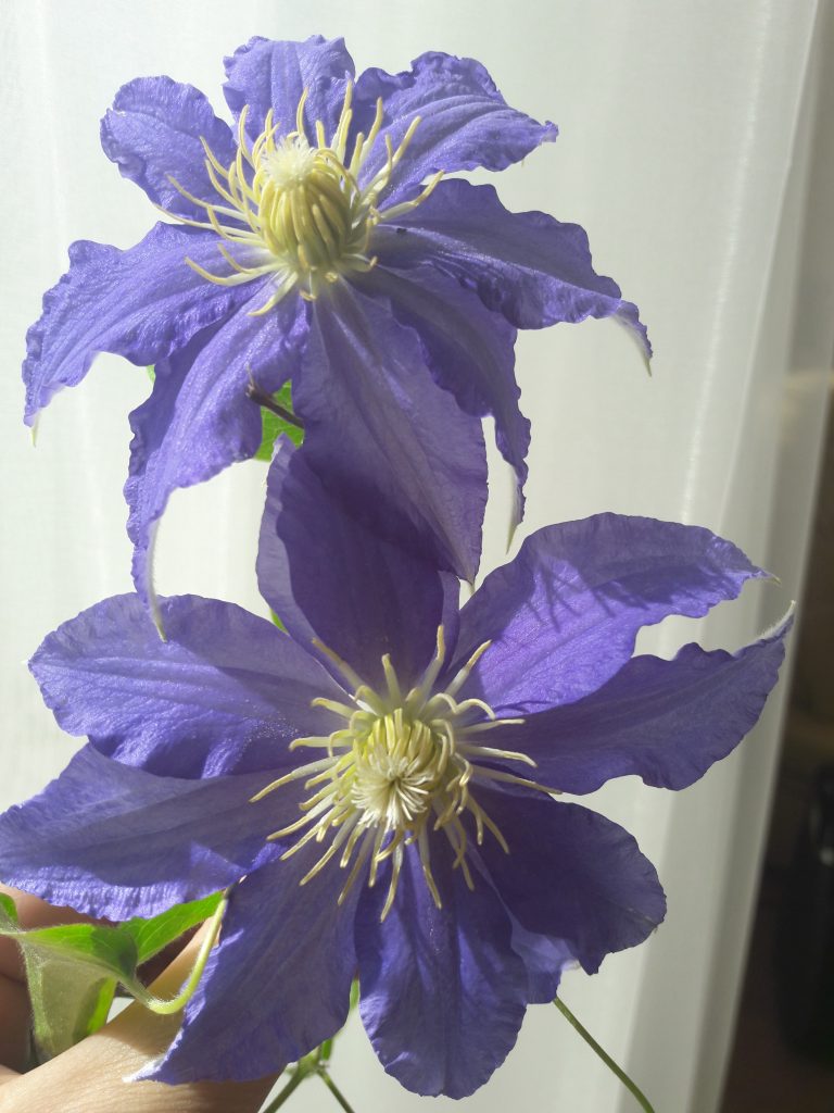 Clematis Anna nemčina