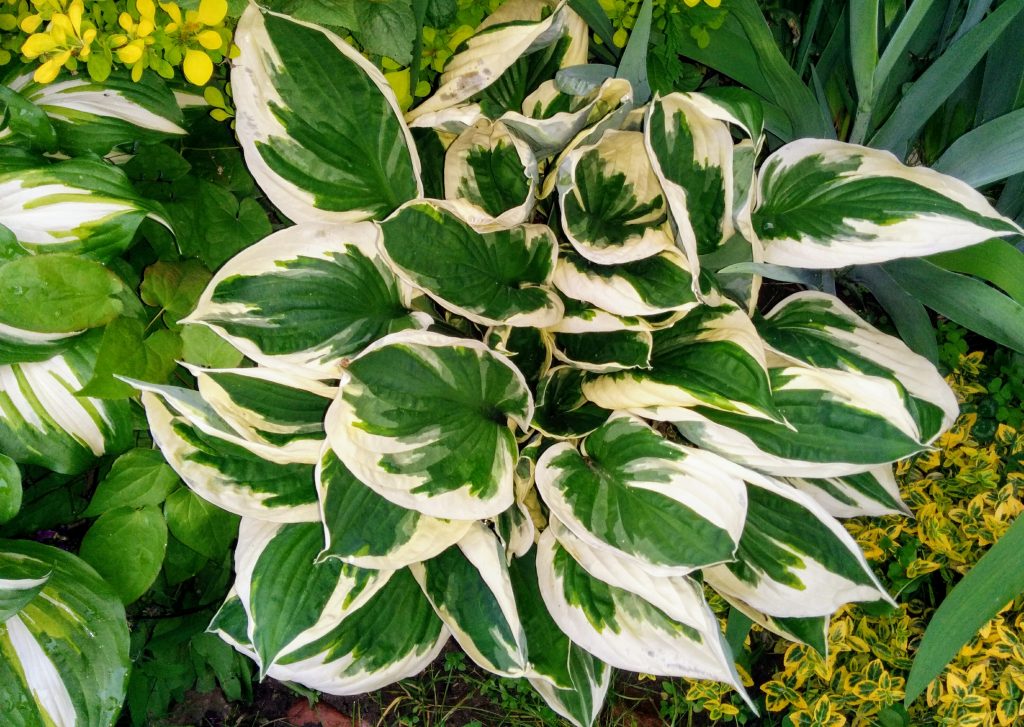 Hybridný vlastenec Hosta