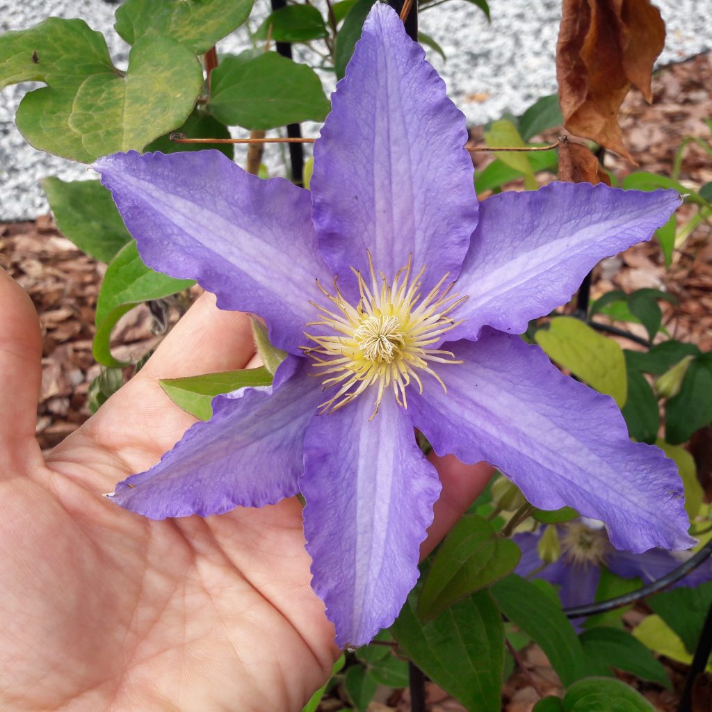 Nemecká orezávacia skupina Clematis anna