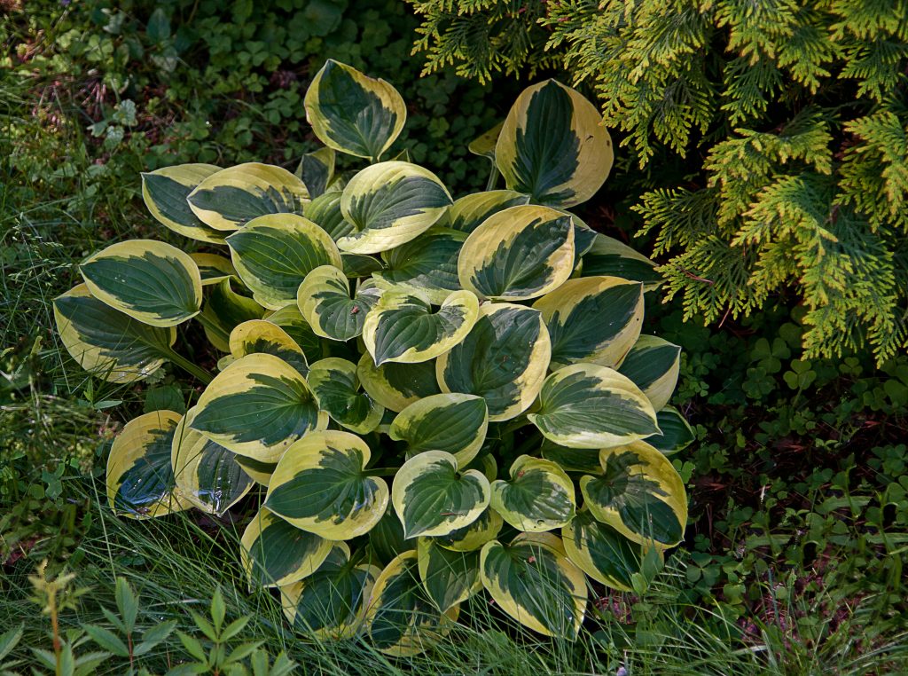 Fotografia čiapky Hosta s okrajom Fotografia čiapky Hosta s okrajom