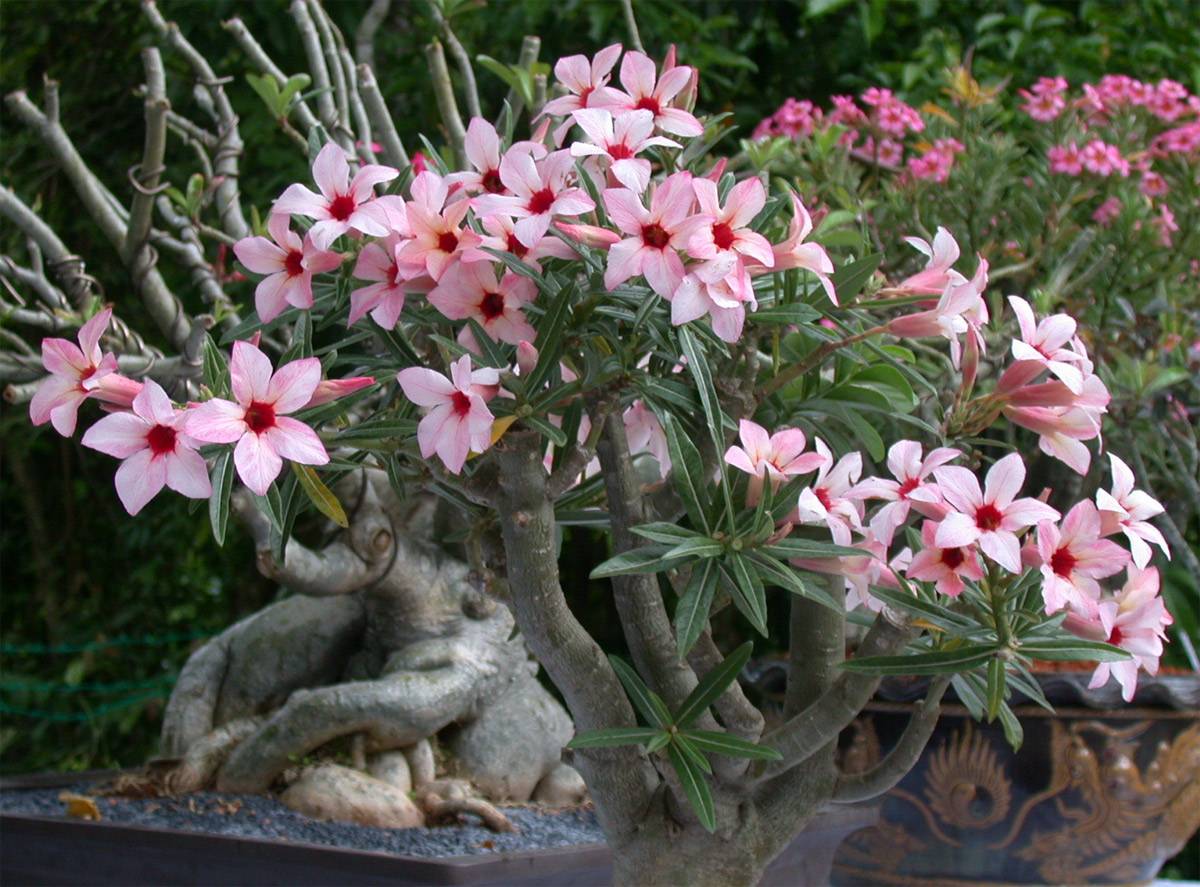 Adenium fotografie Adenium fotografie