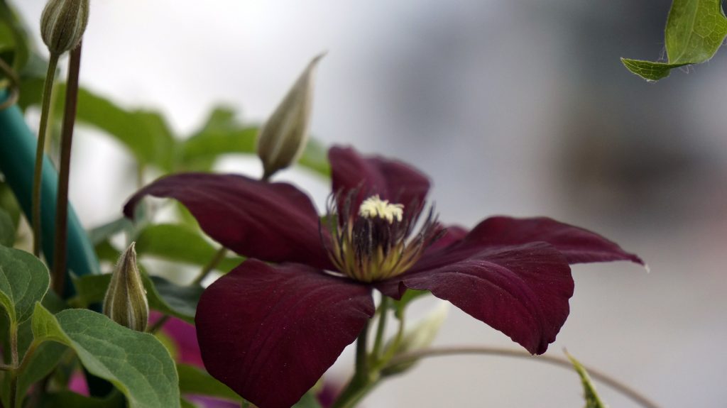 Recenzie solidarity Clematis