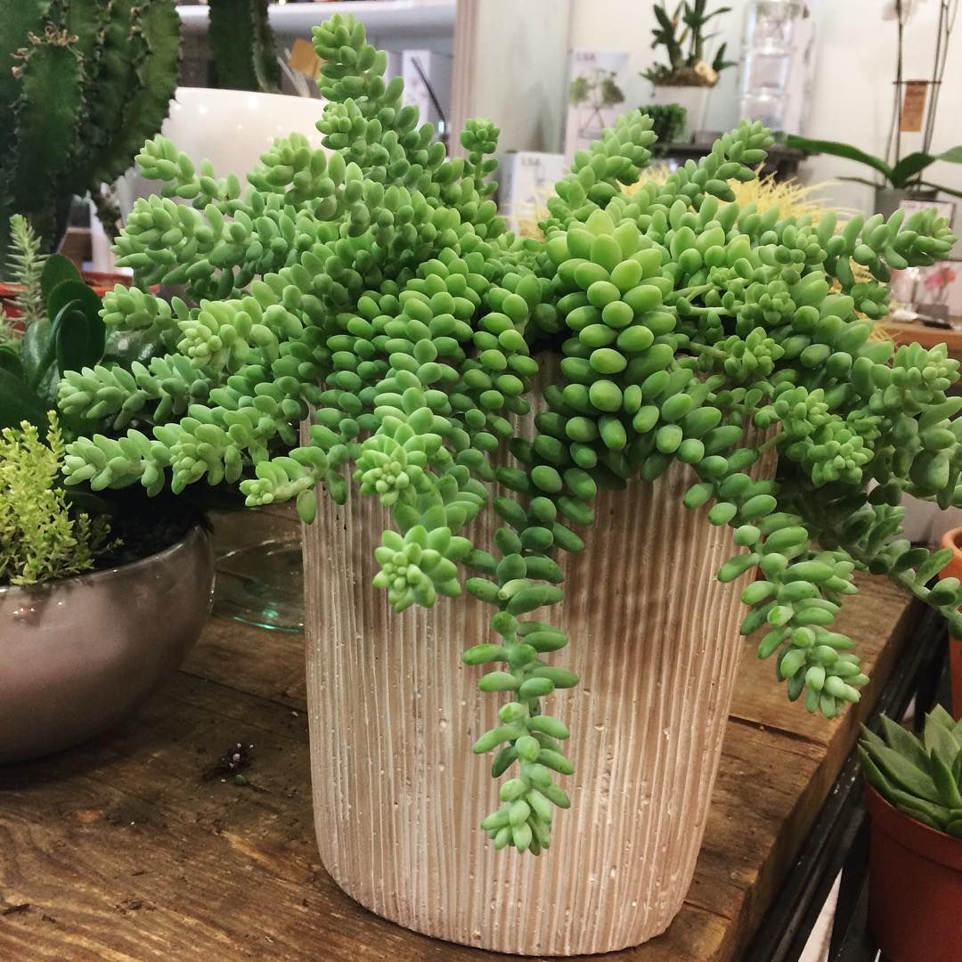 Sedum Burrito Sedum Burrito