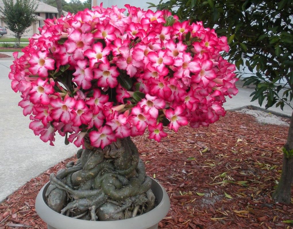 Adenium kvet Adenium kvet