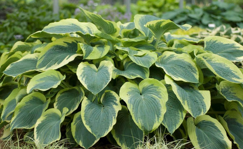 Hosta americký halo Hosta americký halo