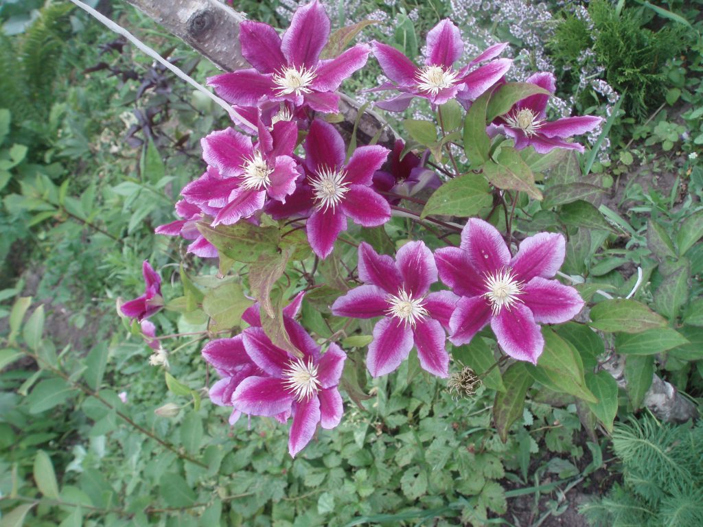 Prerezávanie Chania clematis