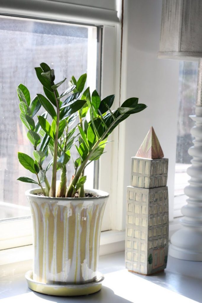 Foto kvetina Zamioculcas