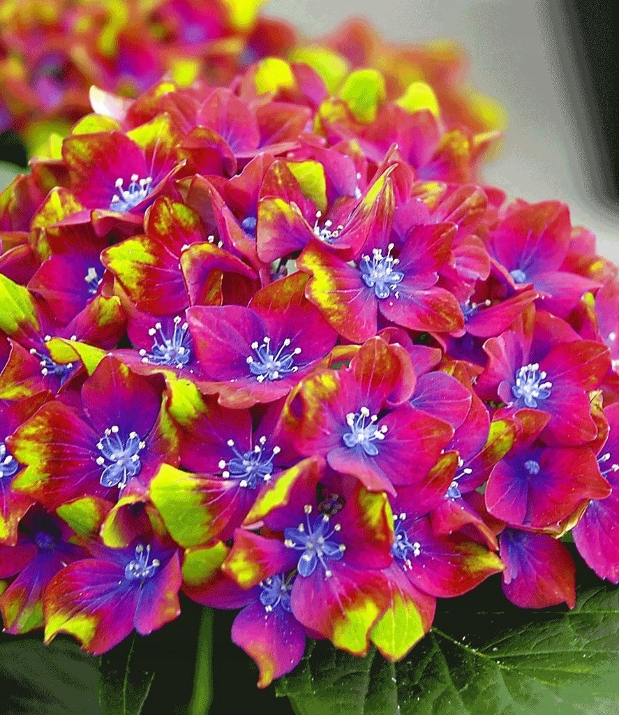 Hydrangea schloss wackerbart výsadba a starostlivosť o veľké listy Hydrangea schloss wackerbart výsadba a starostlivosť o veľké listy