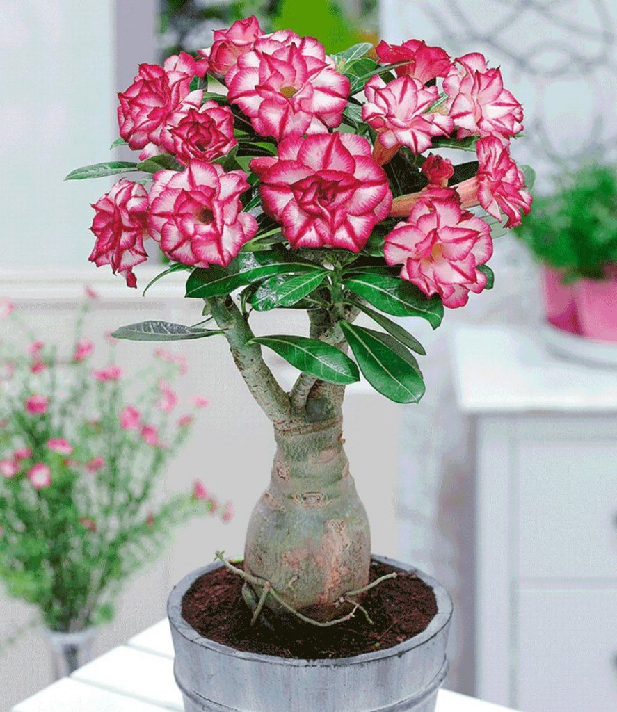 Adenium kvetinová fotografia Adenium kvetinová fotografia