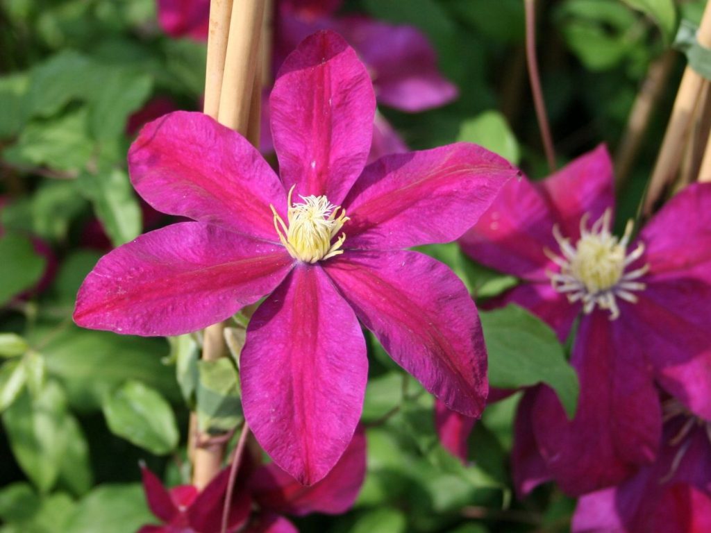 Clematis Sunset Photos