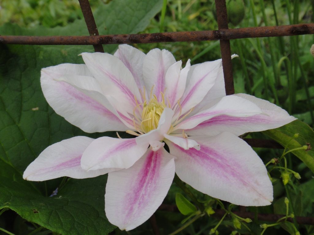 Fotografia Clematis andromeda