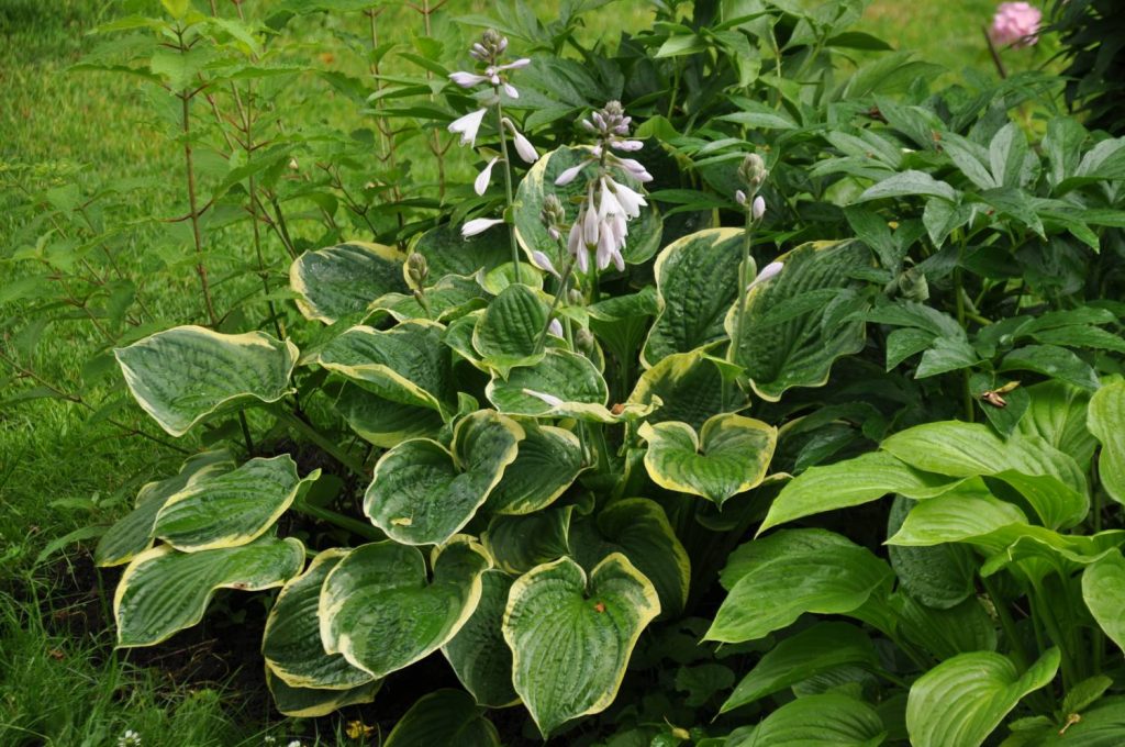 Hosta americký halo Hosta americký halo