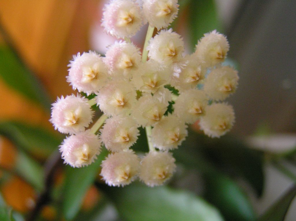 Snehové čiapky Hoya lacunosa